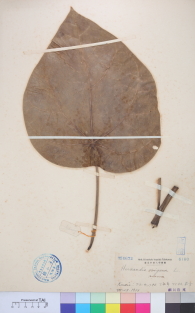 Specimen thumbnail
